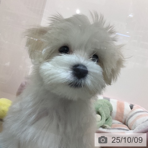 マルチーズの写真