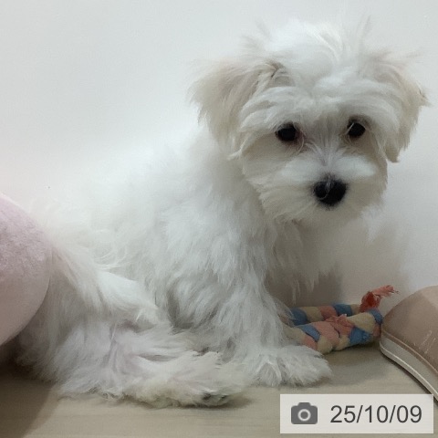 マルチーズの写真