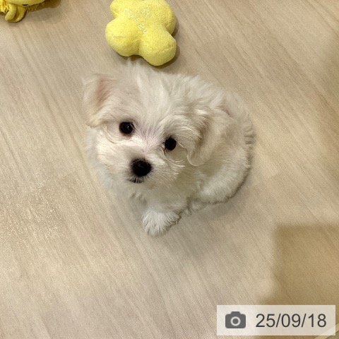 マルチーズの写真