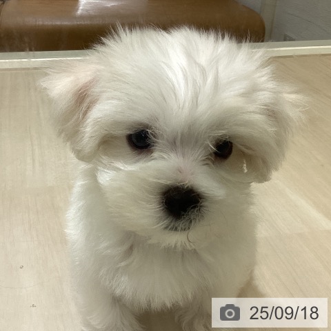 マルチーズの写真