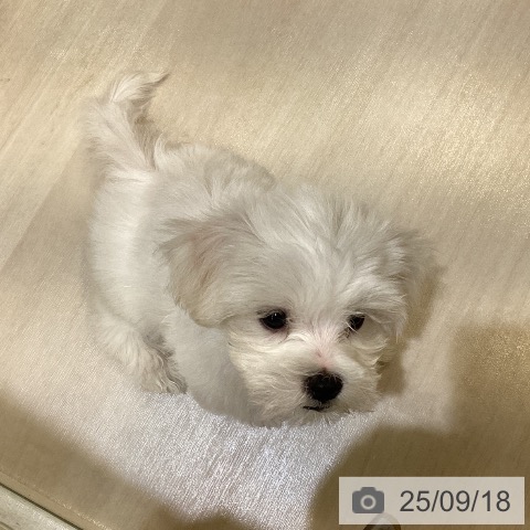 マルチーズの写真