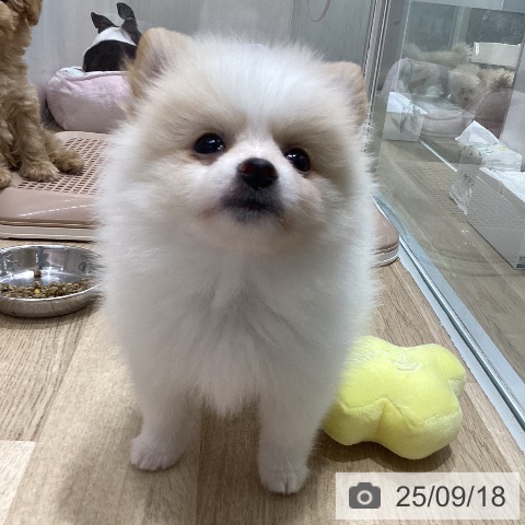 ポメラニアンの写真