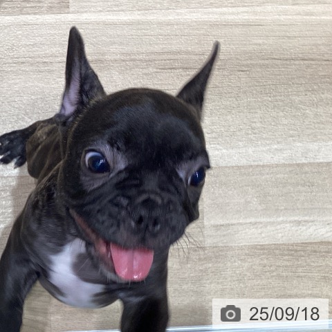 フレンチ・ブルドッグの写真