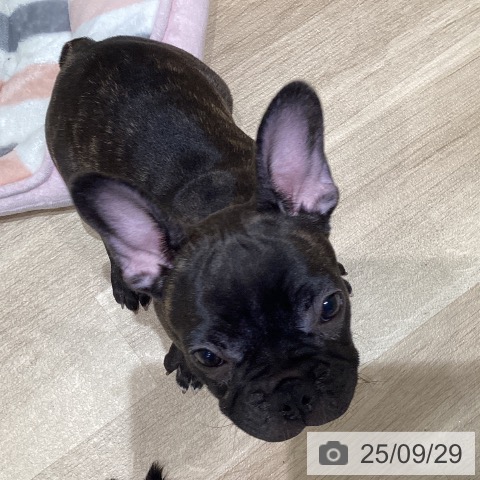 フレンチ・ブルドッグの写真