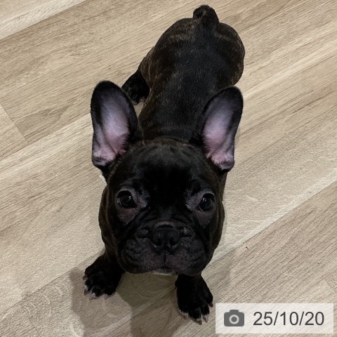 フレンチ・ブルドッグの写真