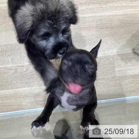 フレンチ・ブルドッグの写真