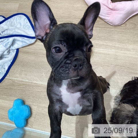 フレンチ・ブルドッグの写真