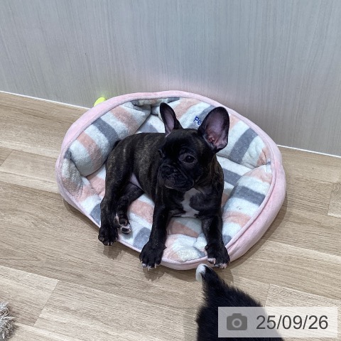 フレンチ・ブルドッグの写真