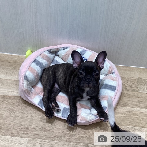 フレンチ・ブルドッグの写真