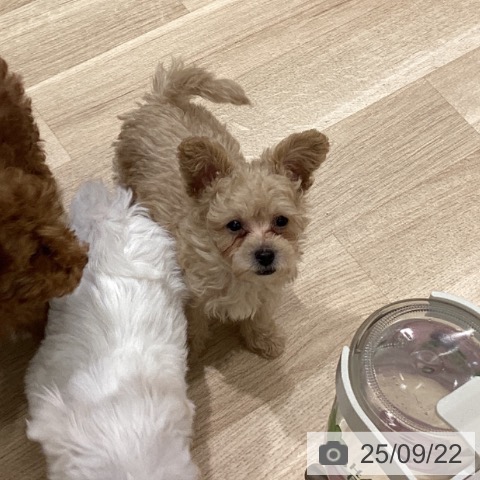 トイ・プードルの写真