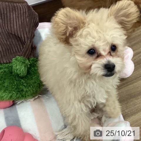 トイ・プードルの写真