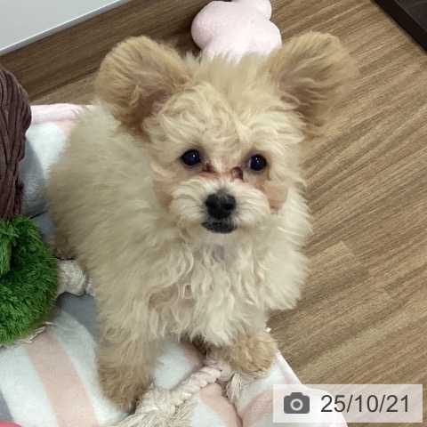 トイ・プードルの写真