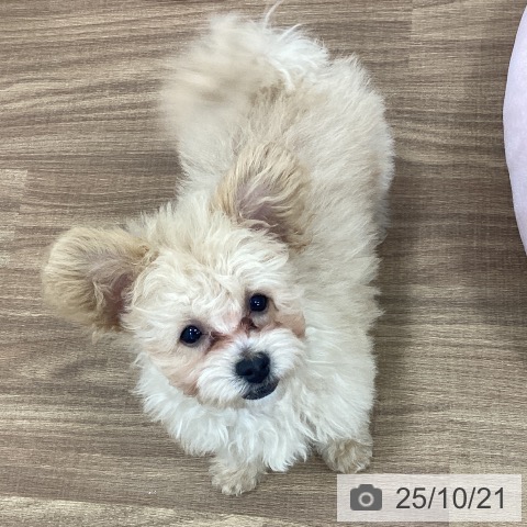 トイ・プードルの写真