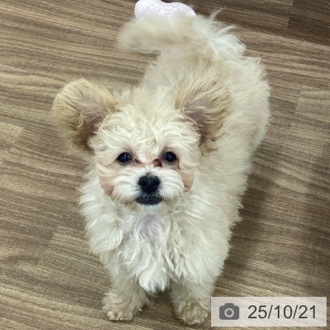 トイ・プードルの写真