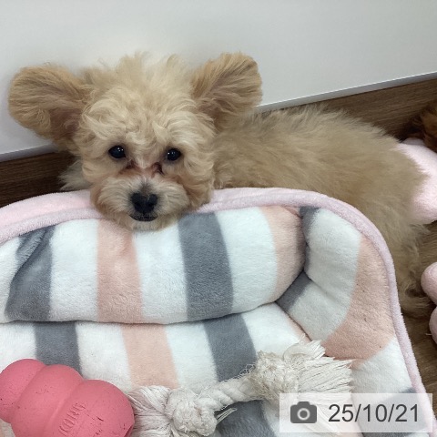 トイ・プードルの写真