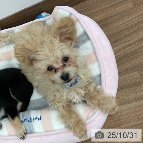 トイ・プードルの写真