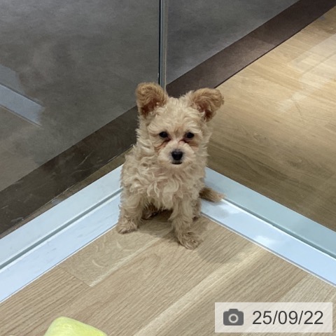 トイ・プードルの写真