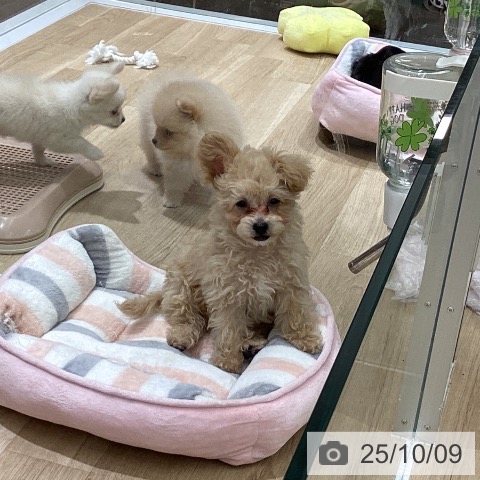 トイ・プードルの写真