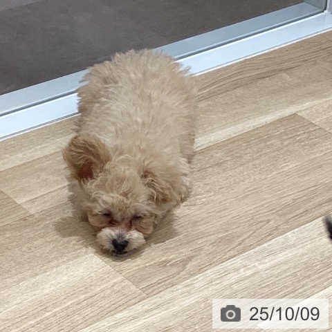 トイ・プードルの写真