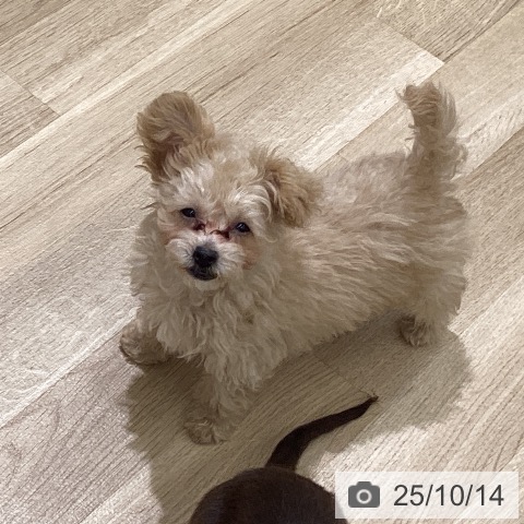 トイ・プードルの写真