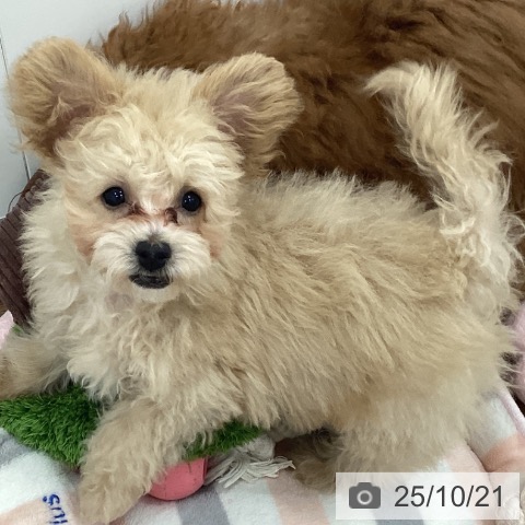 トイ・プードルの写真