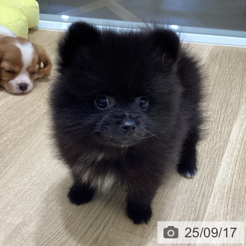 ポメラニアンの写真