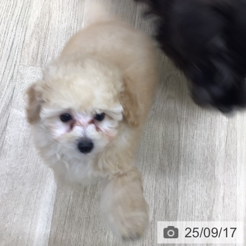 トイ・プードルの写真