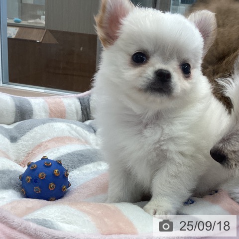 チワワの写真