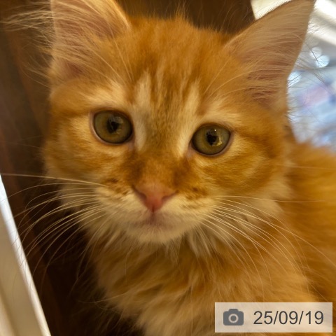 サイベリアンの写真