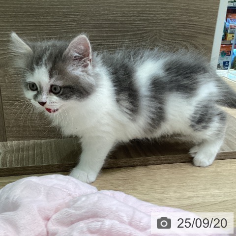 サイベリアンの写真