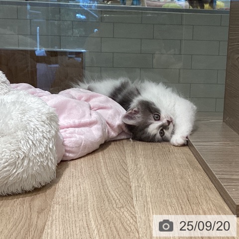 サイベリアンの写真