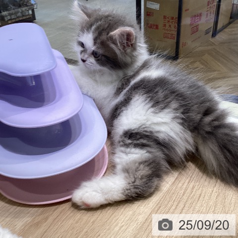 サイベリアンの写真