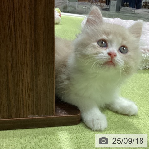 サイベリアンの写真