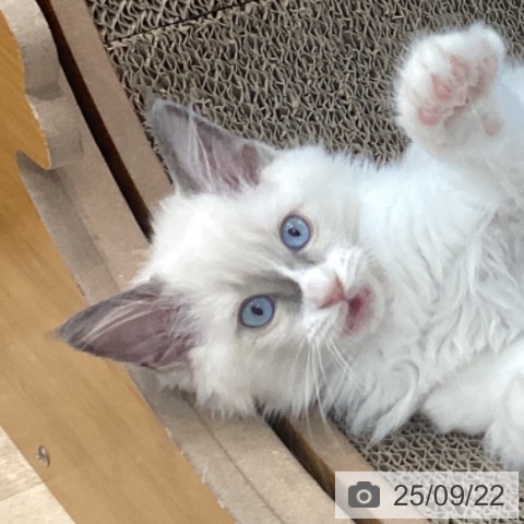 ラグドールの写真
