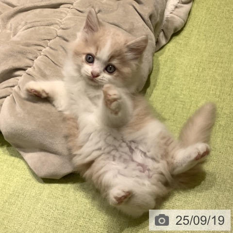 ラガマフィンの写真