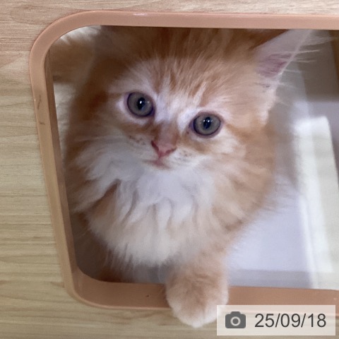 ラガマフィンの写真