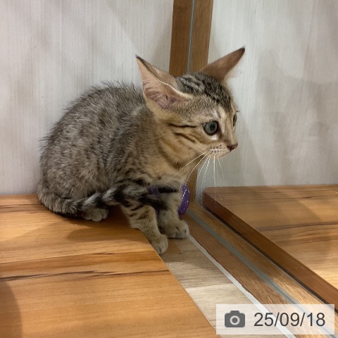 ベンガルの写真