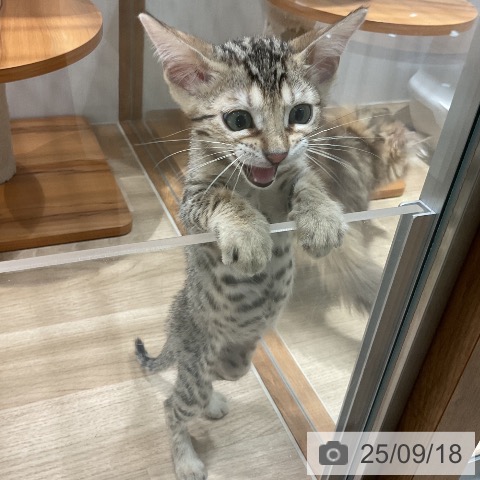 ベンガルの写真