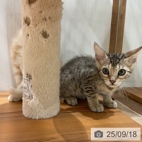ベンガルの写真