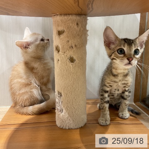 ベンガルの写真