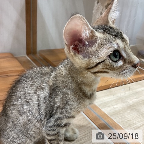 ベンガルの写真