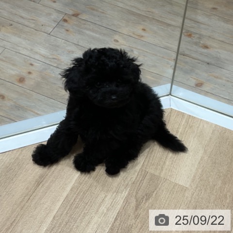 トイ・プードルの写真