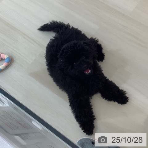 トイ・プードルの写真