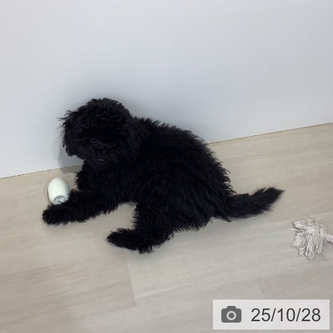 トイ・プードルの写真