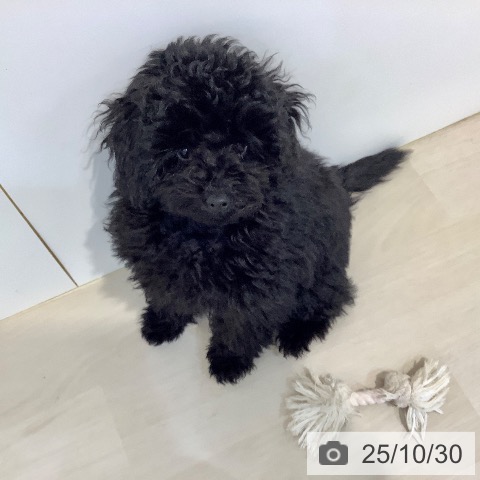 トイ・プードルの写真