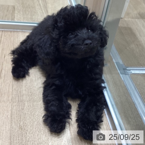 トイ・プードルの写真