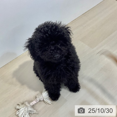 トイ・プードルの写真