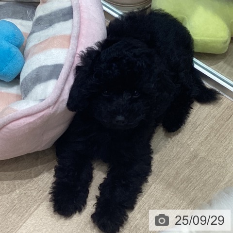 トイ・プードルの写真