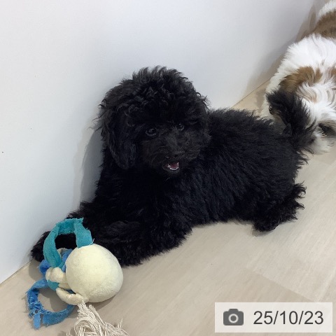 トイ・プードルの写真