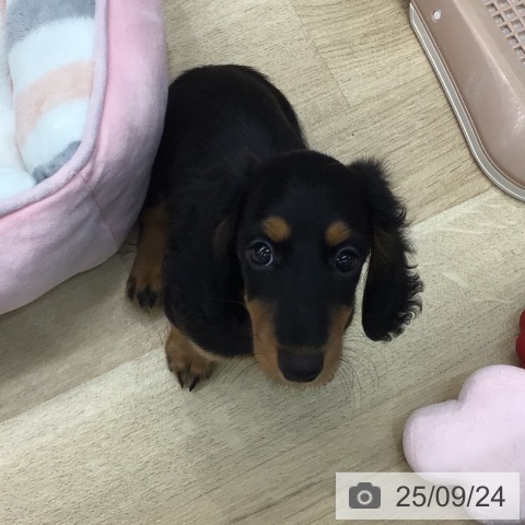 ミニチュア・ダックスフンドの写真